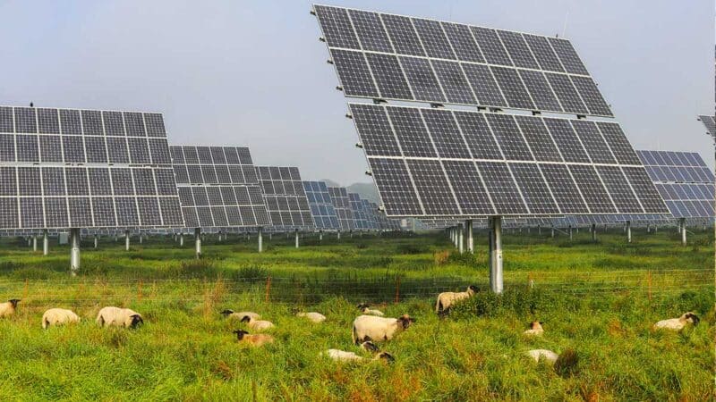 Agrivoltaïsme volière photovoltaïque Loiret