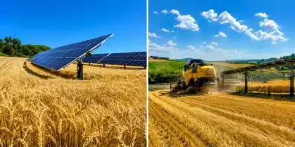 agrivoltaisme et canicule