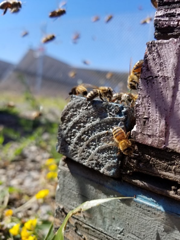 agrivoltaique abeille