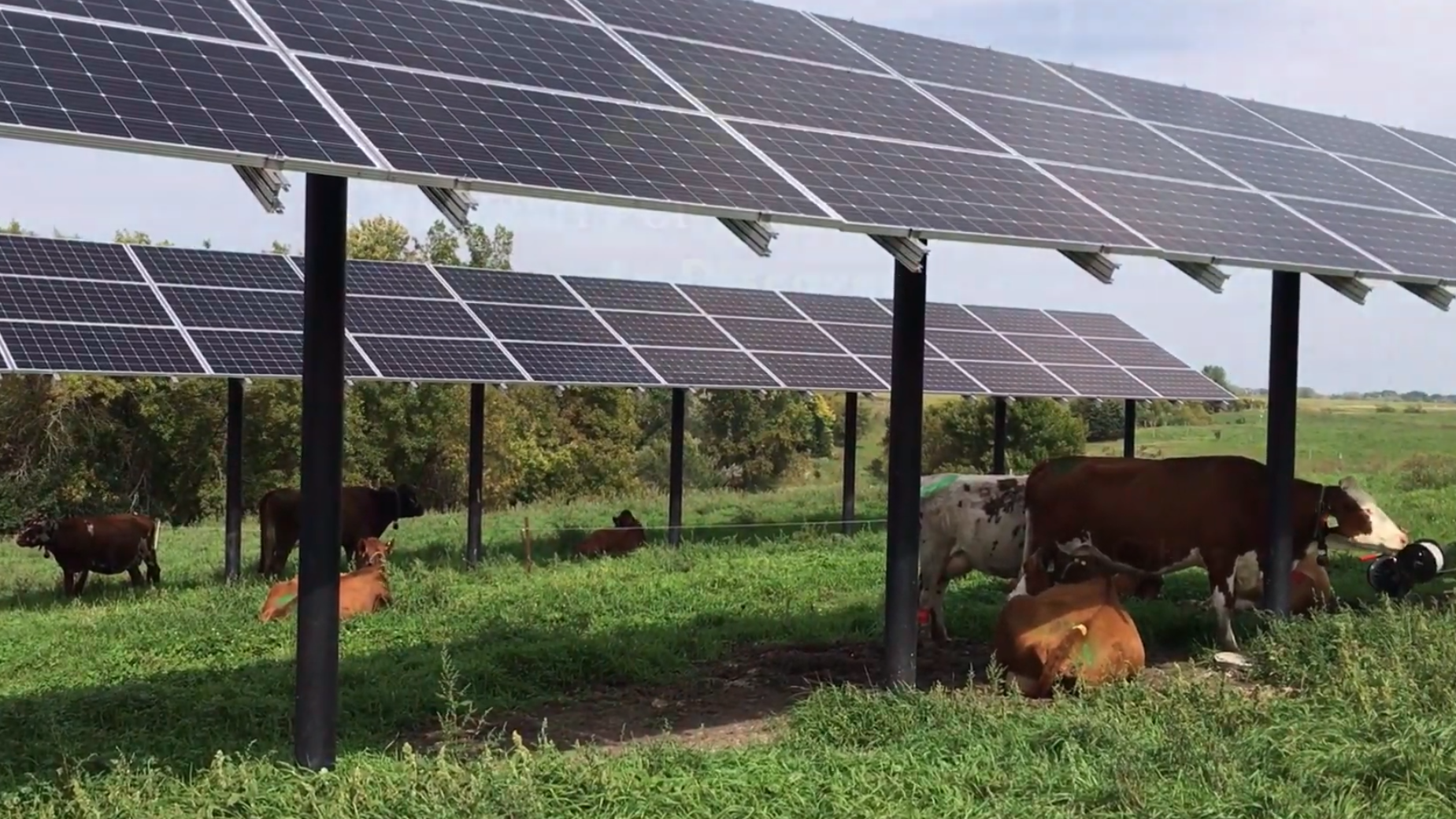 agrivoltaique bovin