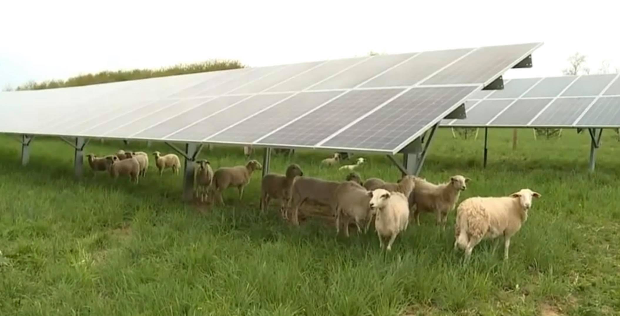 agrivoltaïsme élevage