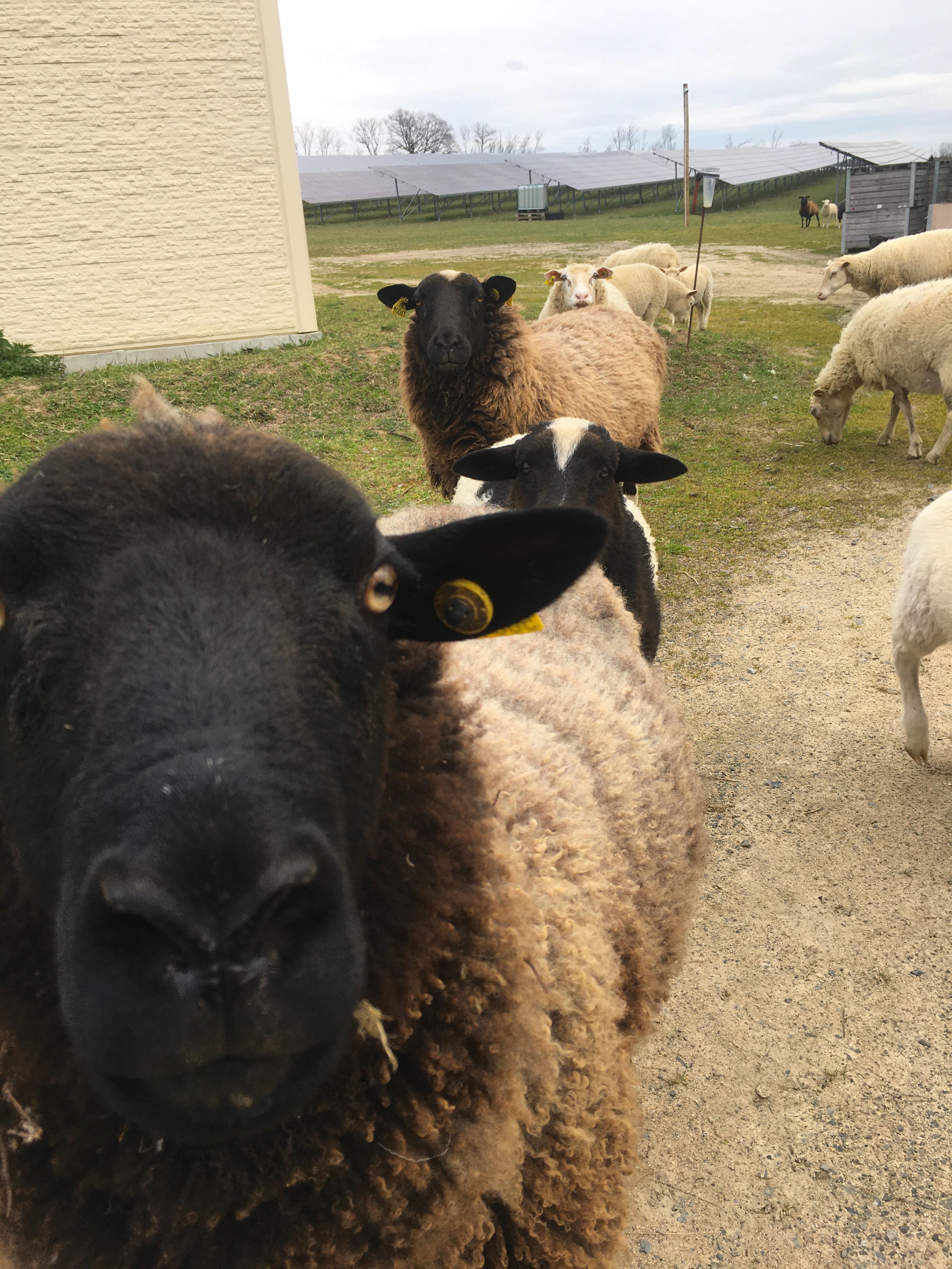 Agrivoltaique ovin mouton 