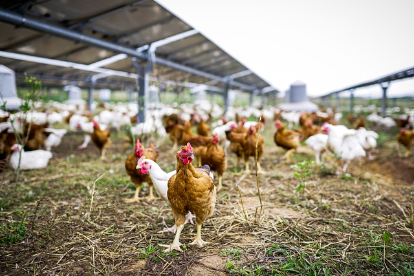 Agrivoltaisme poulet 