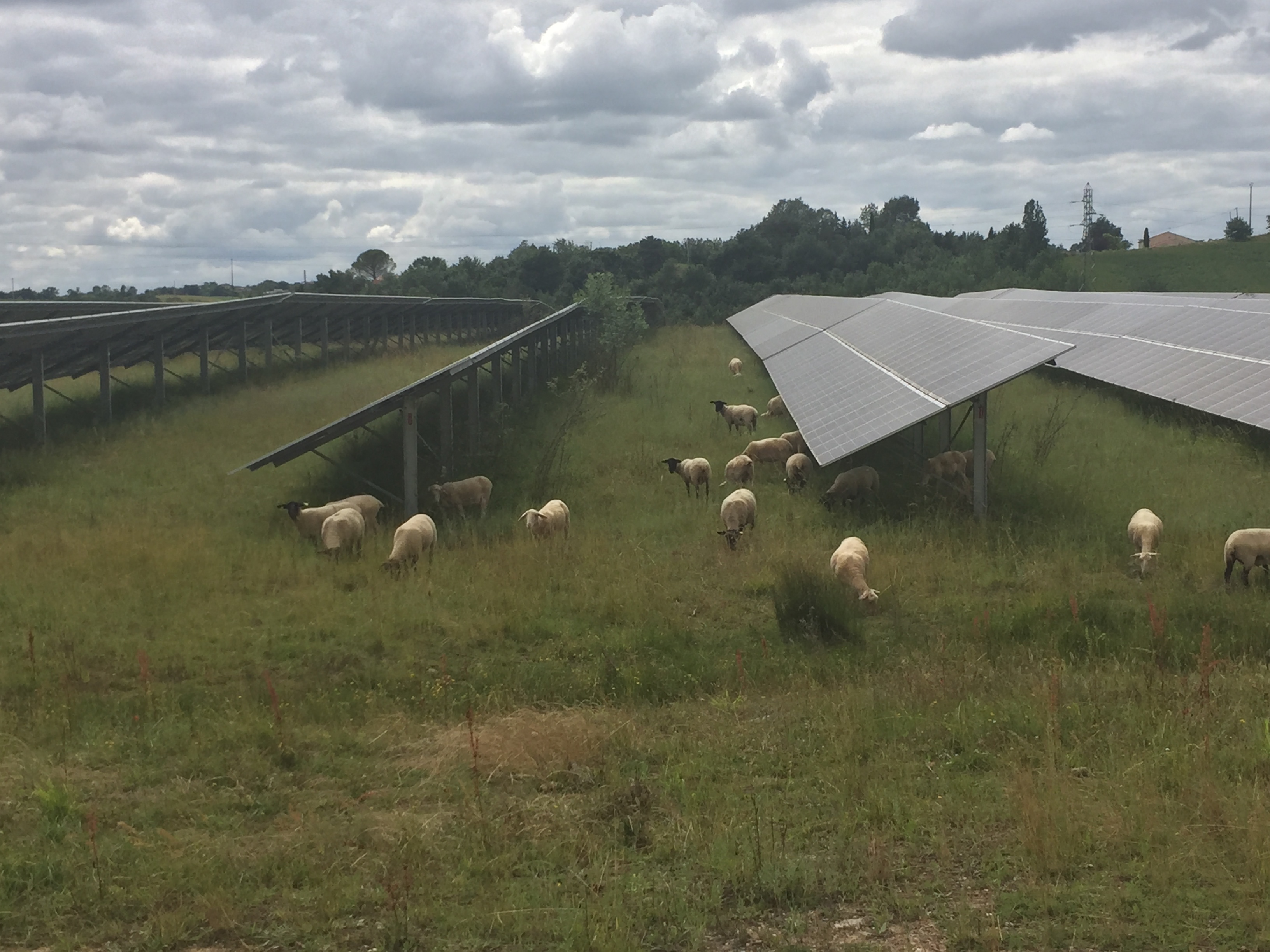 agrivoltaisme d'élevage