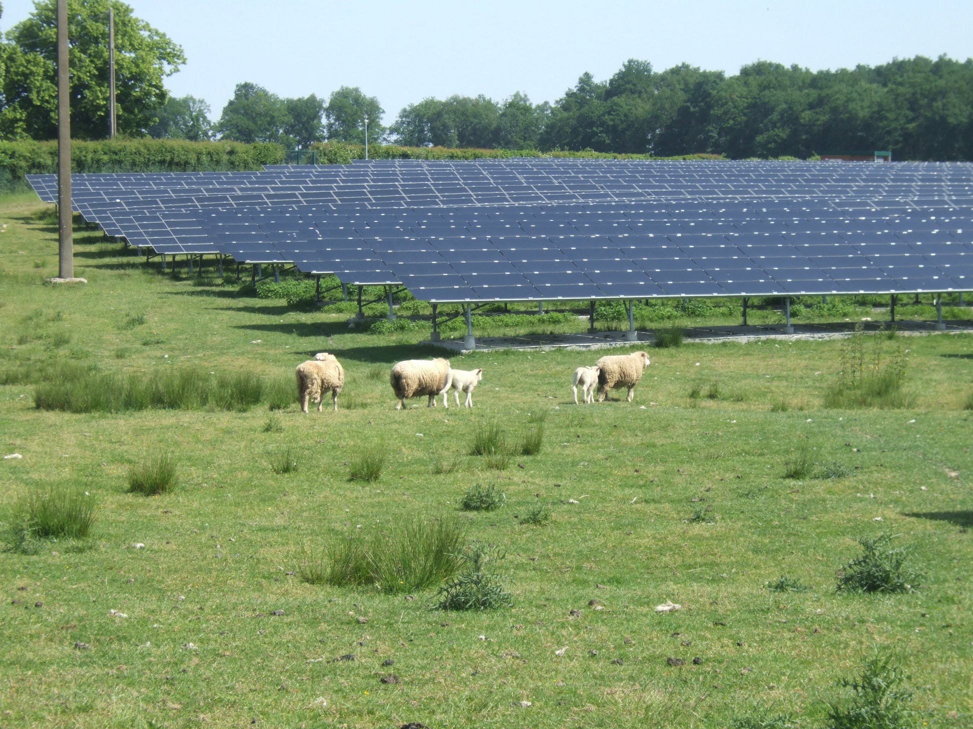 agrivoltaisme d'élevage