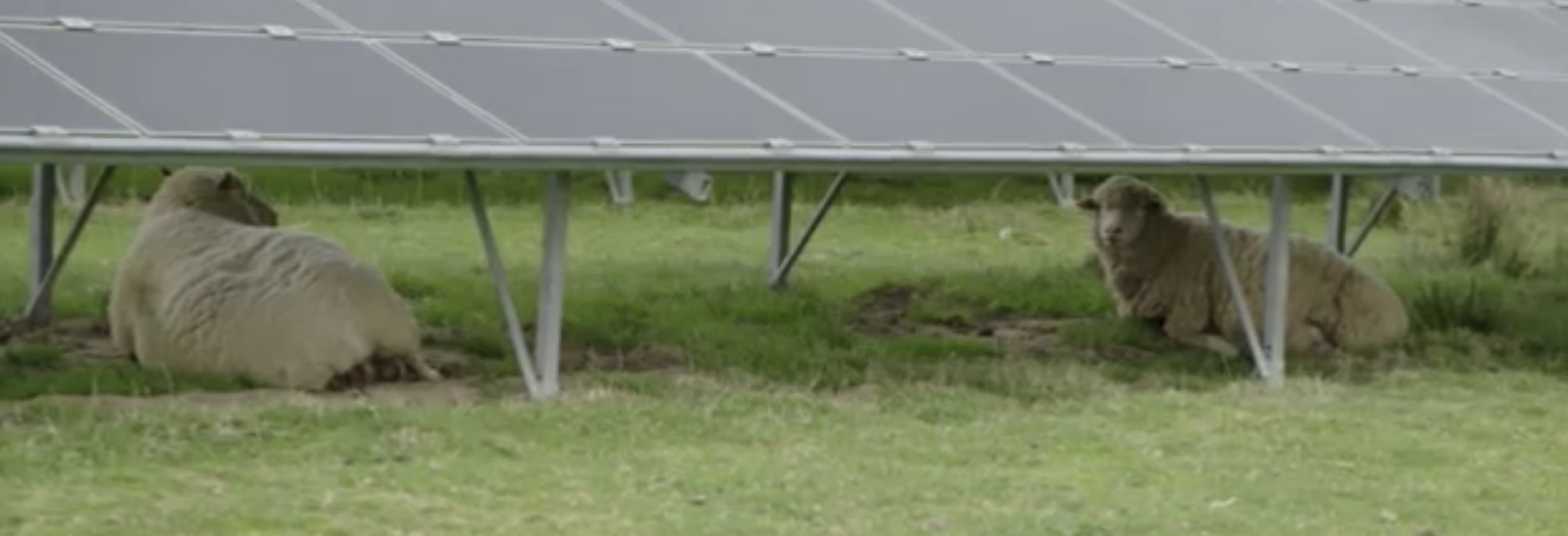 agrivoltaisme d'élevage