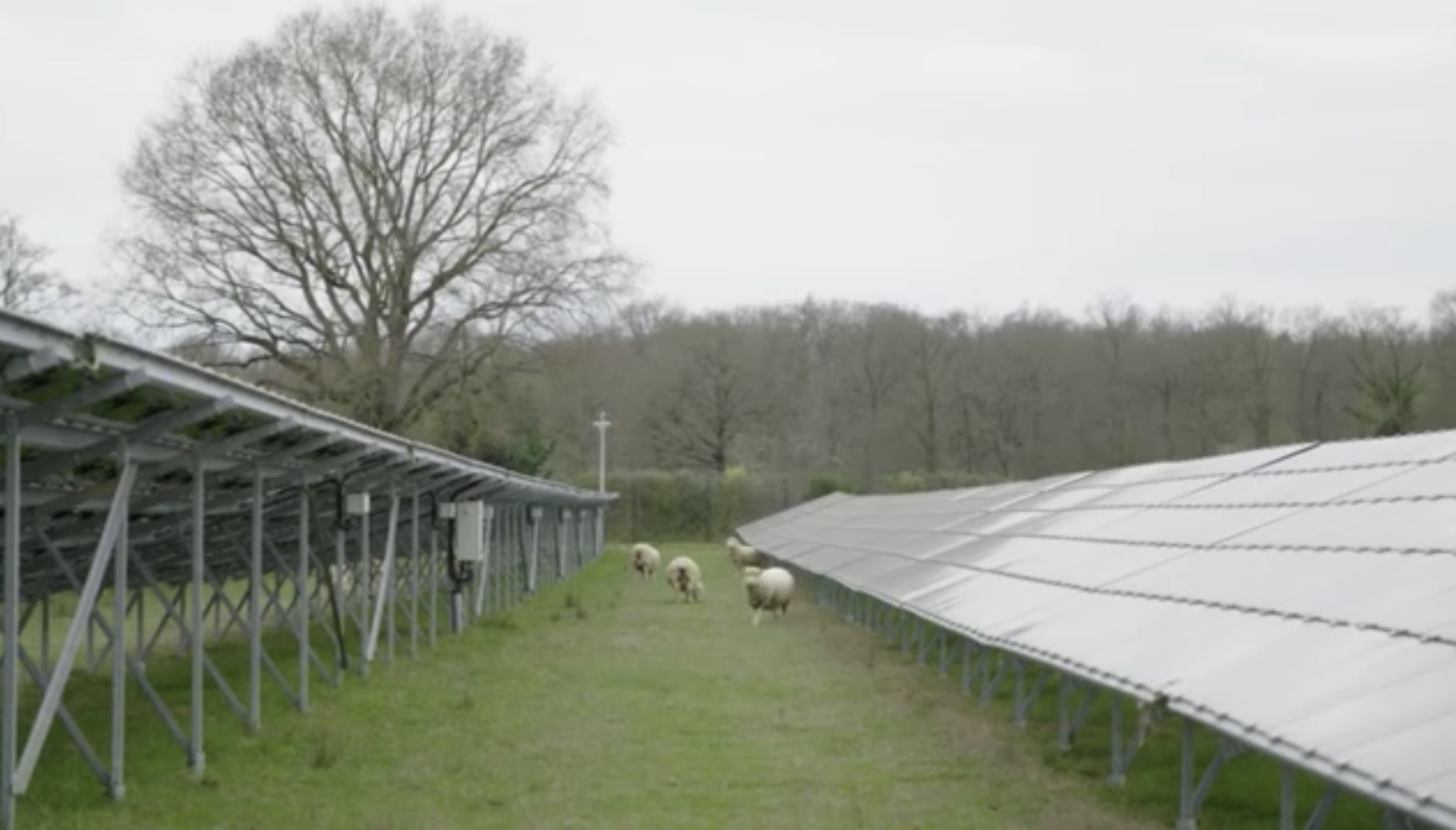agrivoltaisme d'élevage