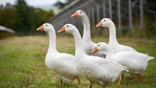 agrivoltaisme d'élevage