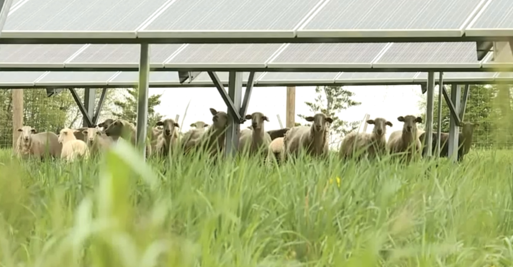 agrivoltaique élevage 