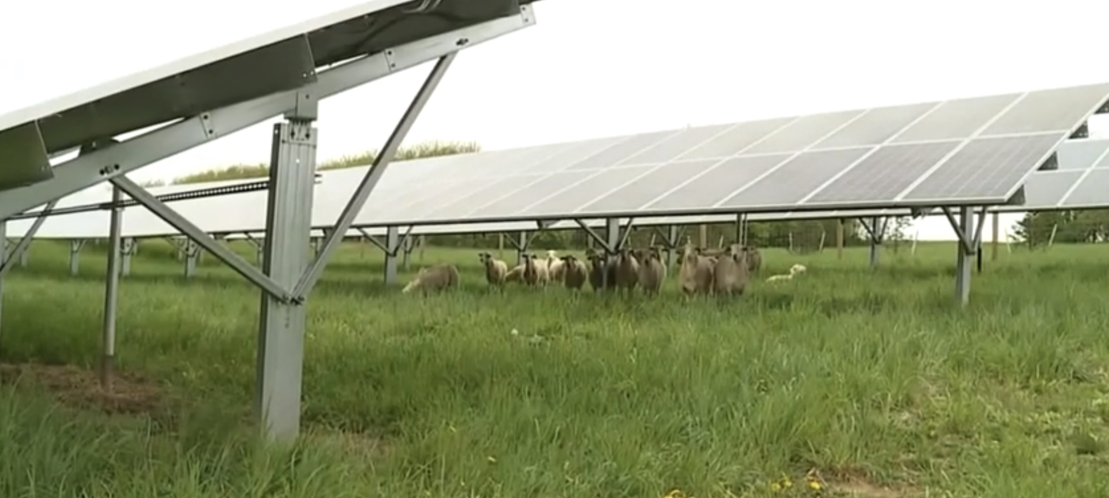 agrivoltaisme d'élevage