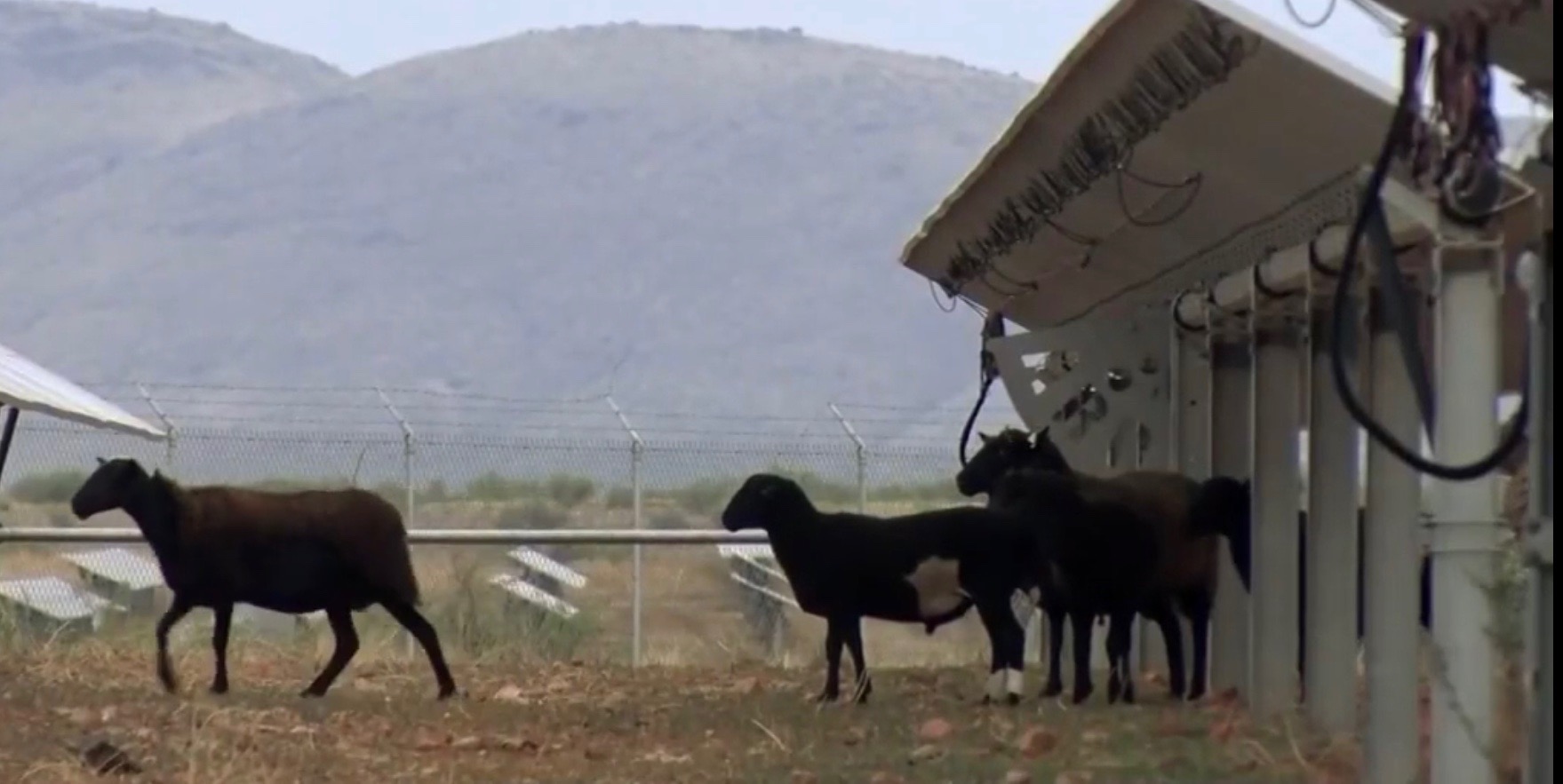 AGRIVOLTAIQUE OVIN MOUTON