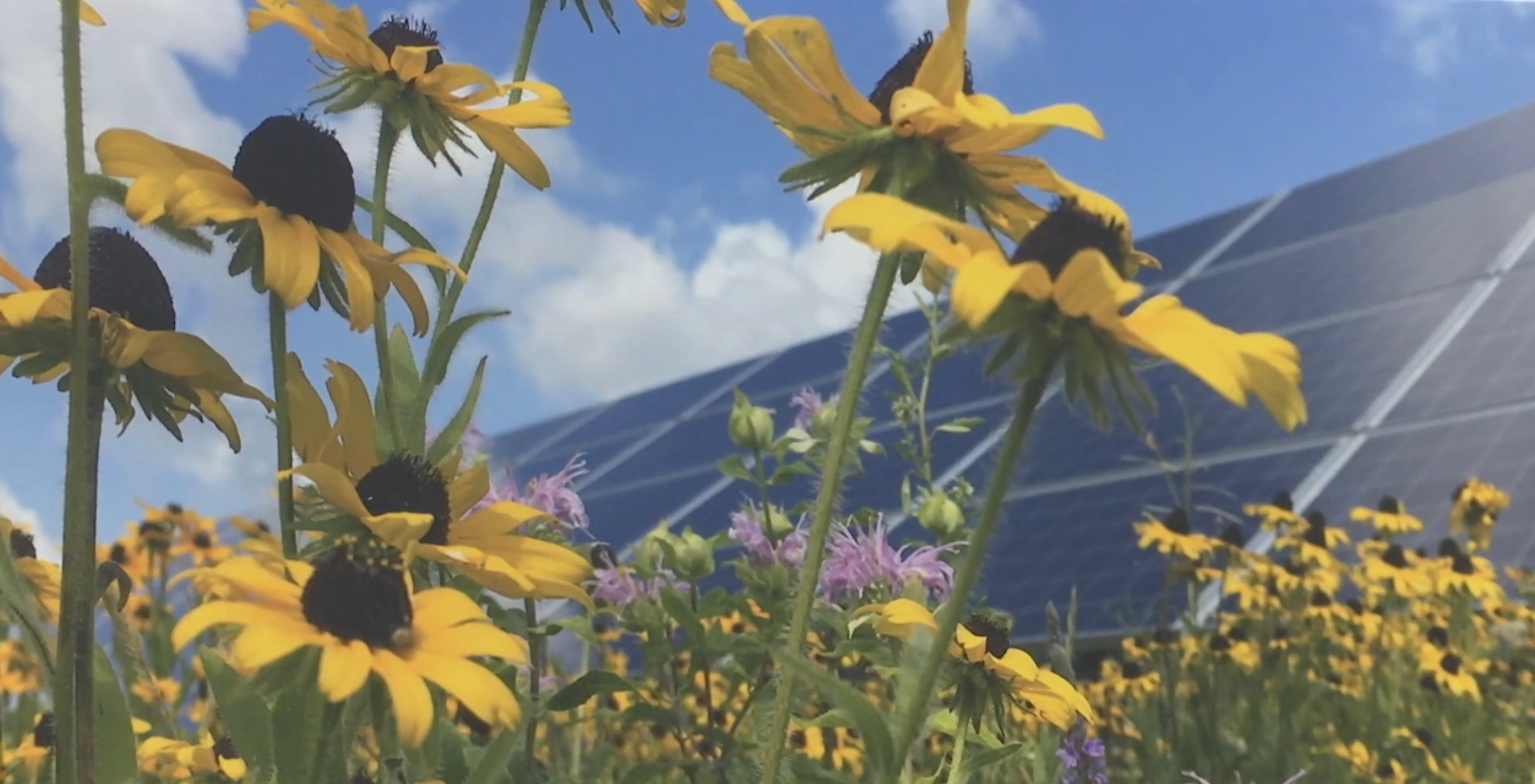 AGRIVOLTAIQUE ABEILLE APICOLE 